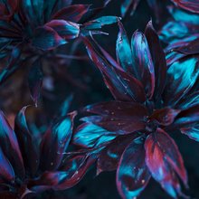 Blumenbild Blumen im Fokus